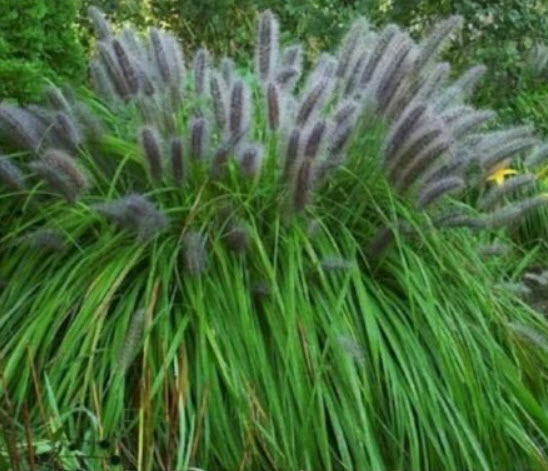 หญ้าภูเขา (Pennisetum alopecuroides / Moudry) / 100 เม็ด