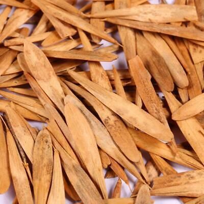 ไผ่บอนไซ (Bamboo bonsai) สีฟ้า / 40 เม็ด (China)