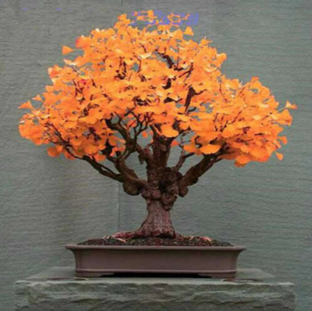 แปะก๊วยทอง บอนไซ (Gold Ginkgo Biloba) / 5 เม็ด (China)