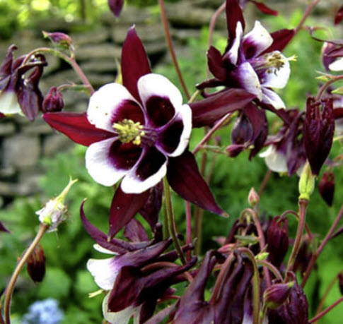 โคลัมบายน์ - วิลเลี่ยม กินเนส (Columbine William Guinness) / 100 เม็ด (UK)