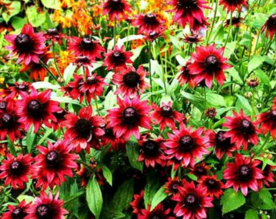 โคนฟลาวเวอร์ - เชอรี่ บรั่นดี (Coneflower - Cherry Brandy) / 120 เม็ด (UK)