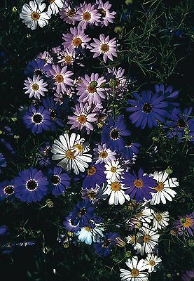 เดซี่ สวอน ริเวอร์ (Swan River Daisy) คละโทนสีม่วง / 5,000 เม็ด (UK)