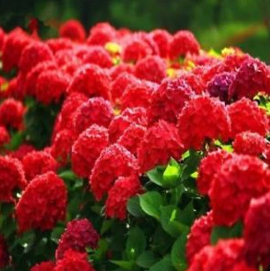 ไฮเดรนเยีย (Hydrangea) สีแดง / 25 เม็ด