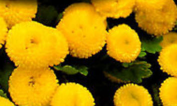 เบญจมาศ (Chrysanthemum parthenium) คละ 2 สี / 1,000 เม็ด (UK)