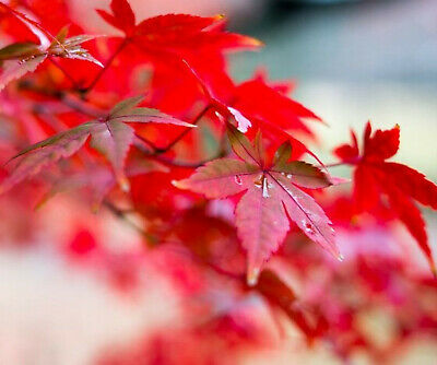 เมเปิ้ลญี่ปุ่นแดง (Japanese Red Maple tree) / 50 เม็ด