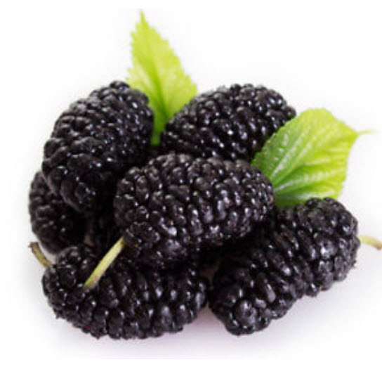 หม่อนดำ หรือมัลเบอรี่ดำ (Black Mulberry) บอนไซ / 20 เม็ด (Hungary)
