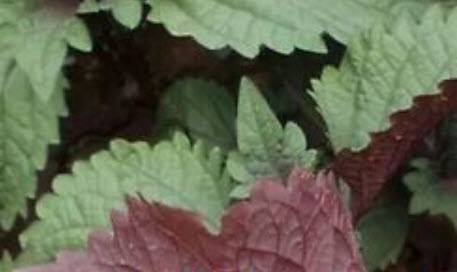 ชิโสะ (Shiso) / 1,000 เม็ด