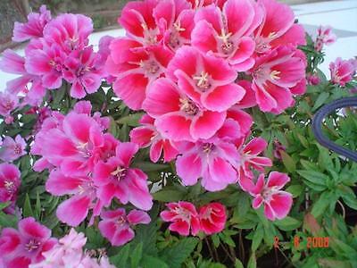 ก็อดดีเทีย โมนาร์ช (Godetia Monarch) คละ / 2,000 เม็ด (UK)