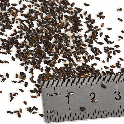 ลาเวนเดอร์อังกฤษ (English Lavender) / 400 เม็ด