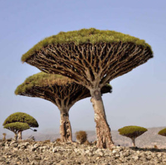 ต้นเลือดมังกร (Dragon blood tree) / 10 เม็ด (นอก)