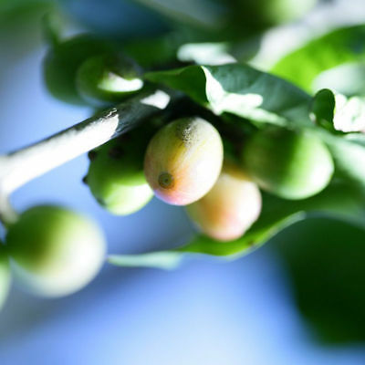 กาแฟ ฮาวาเอียน โคน่า (Hawaiian Kona Coffee) / 100 เม็ด