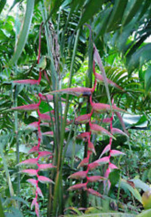 เฮลิโคเนีย เซ็กซี่ พิ้งค์ (Heliconia Sexy Pink) / 5 เม็ด (Taiwan)