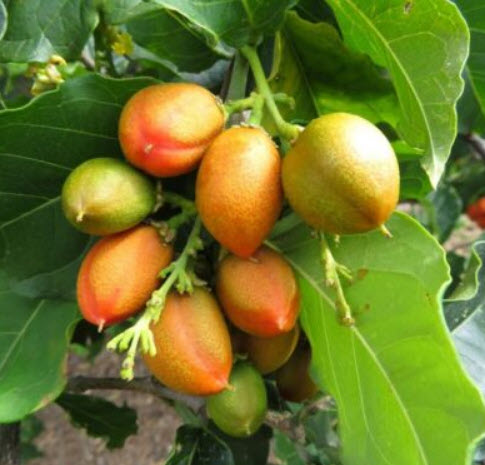 ต้นพีนัท บัทเตอร์ (Peanut Butter) / ต้นเนยถั่ว สูง 60-80 ซ.ม.