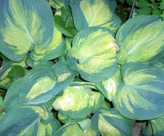 ฮอสต้า (Hosta Color Glory) / 10 เม็ด (USA)*