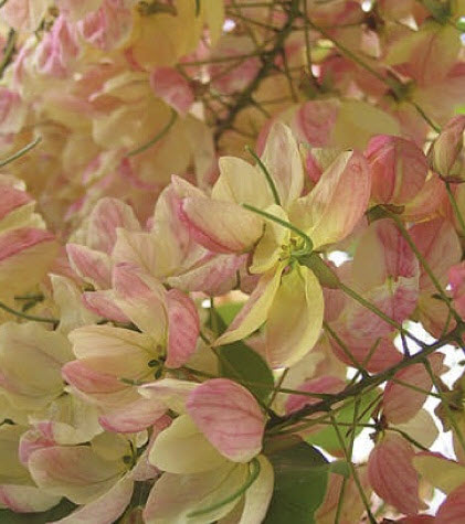 คูนสายรุ้ง ราชพฤกษ์ (Rainbow shower tree) / 20 เม็ด