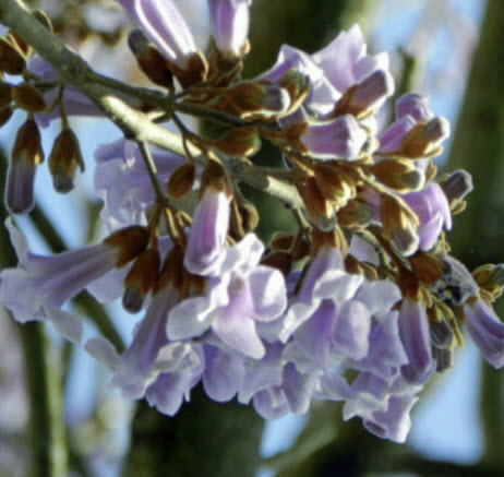 เพาโลเนีย (Paulownia tomentosa) / 10,000 เม็ด (Portugal)