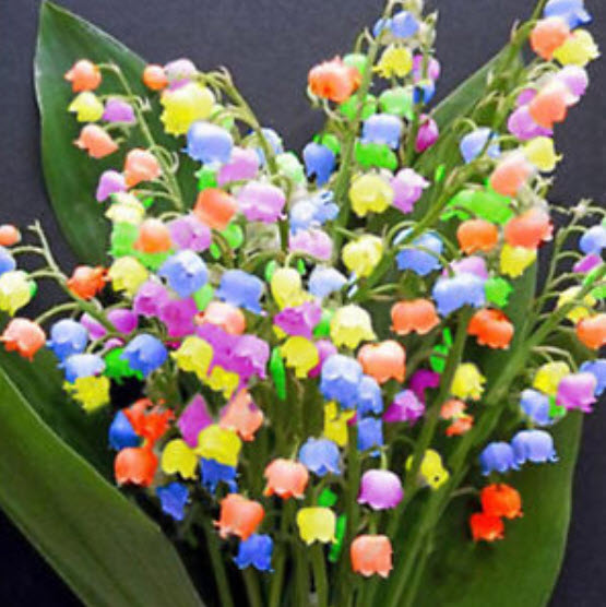 กล้วยไม้ระฆัง (Bell Orchid) คละ / 100 เม็ด (China)