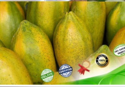 มะละกอ เยลโล่ เลดี้ (Yellow Lady Papaya) / 10 เม็ด (Sri Lanka)