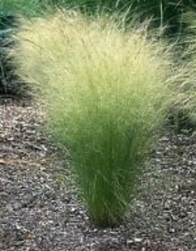 หญ้าขนเม็กซิกัน (Mexican Feather Grass) / ซอง 200 เม็ด (Poland)