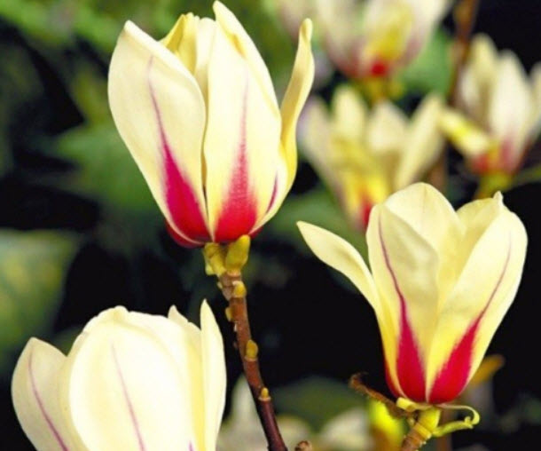 แม็กโนเลีย ยูหลาน (Magnolia Yulan) สีเหลือง-ชมพู / 5 เม็ด