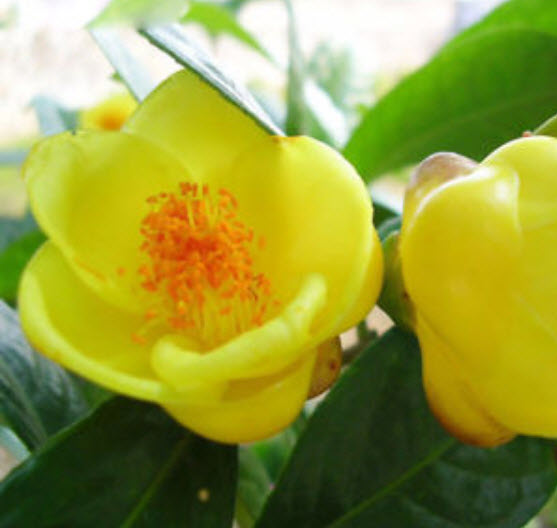 คามิเลีย (Camellia) สีเหลือง / 10 เม็ด