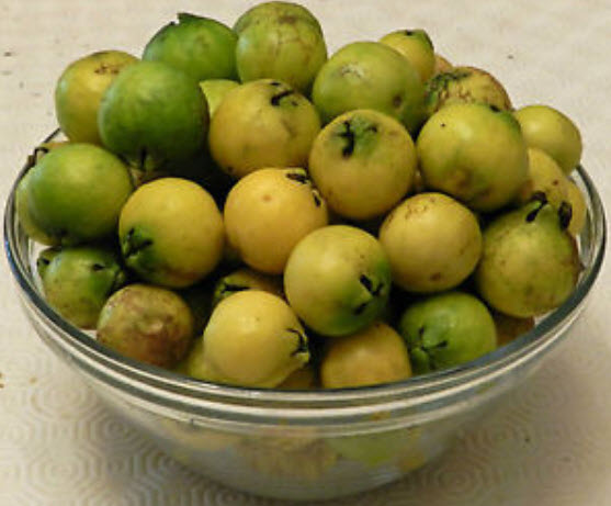 ฝรั่งสตรอเบอรี่เหลือง ฝรั่งเชอรี่สตรอเบอรี่ (Strawberry Cherry Guava) ผลสีเหลือง / 5 เม็ด (Portugal)