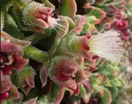 คอมม่อน ไอซ์แพล้นท์ (Common Iceplant / Icy Red Crystalline) / 700 เม็ด (UK)*