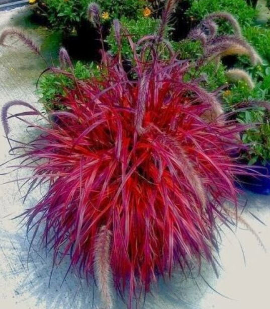 หญ้าน้ำพุแดง (Fountain Grass Red) แดง / 10 เม็ด (Moldova)