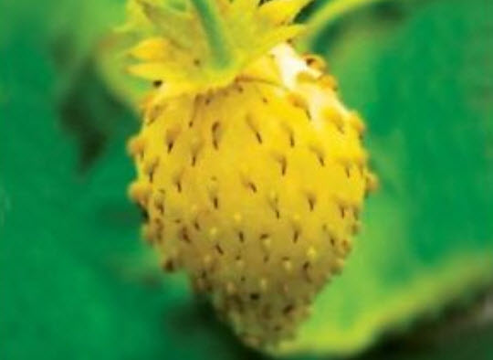 สตรอเบอรี่ป่า (Wild Strawberry) สีเหลือง / 100 เม็ด (หายาก)