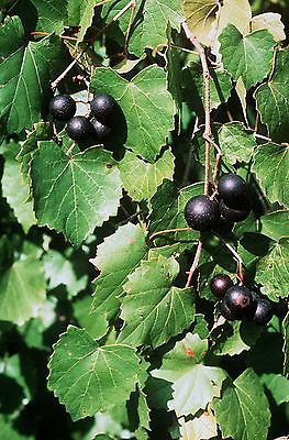 องุ่นมัสคาดีนม่วง (Purple Mascadine Grape) / 5 เม็ด (USA)