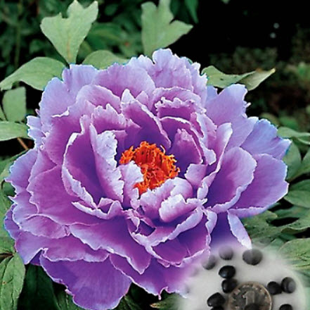 โบตั๋น (Peony) สีม่วง / 10 เม็ด (China)