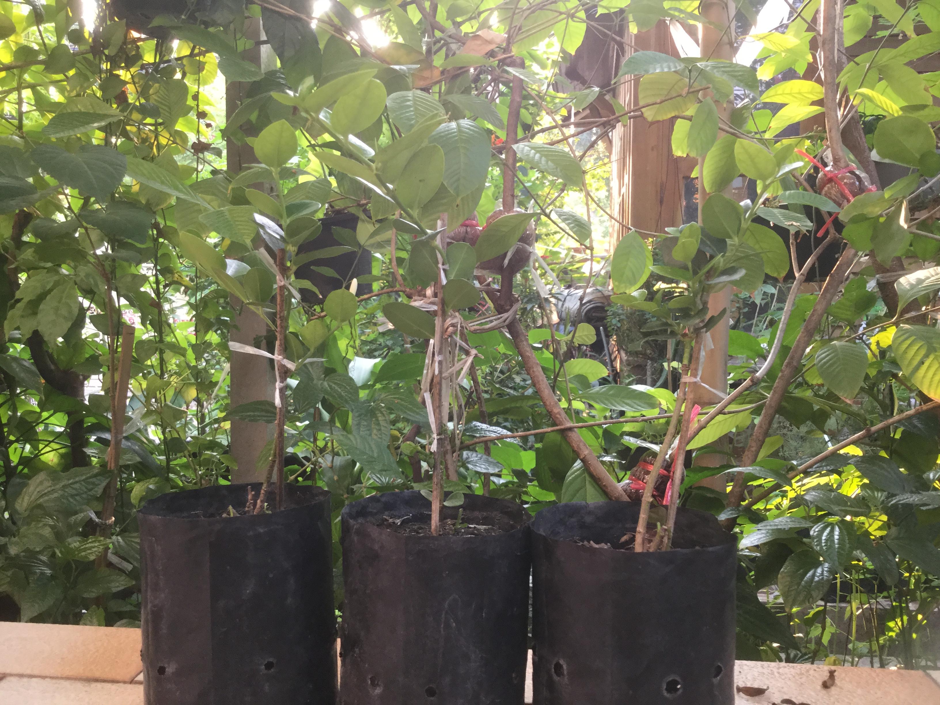 ต้นมะนาวโห่ญี่ปุ่น สูง 20-30 ซ.ม. / ต้น