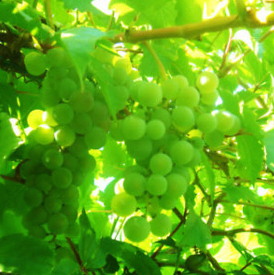 องุ่น ลูกกลม คละสี (S019) / 50 เม็ด (นอก)