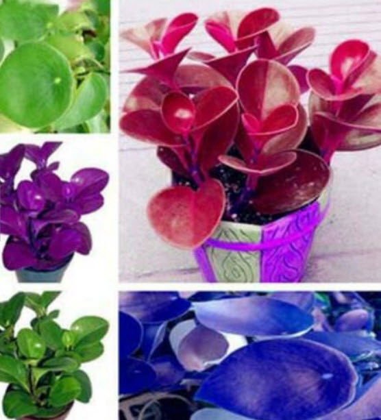 เปปเปอร์โรเมีย (Peperomia) คละ / 100 เม็ด