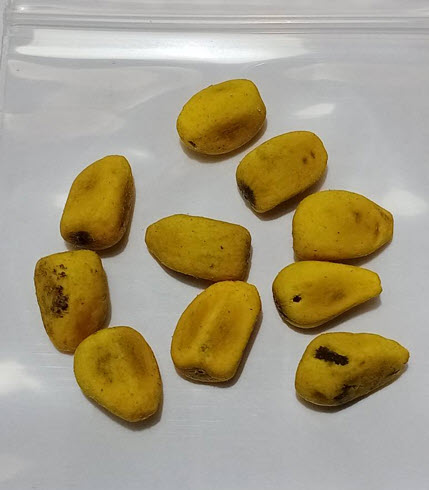 เพลิงภาณุ (Illawarra Flame Tree) / 5 เม็ด (Portugal)