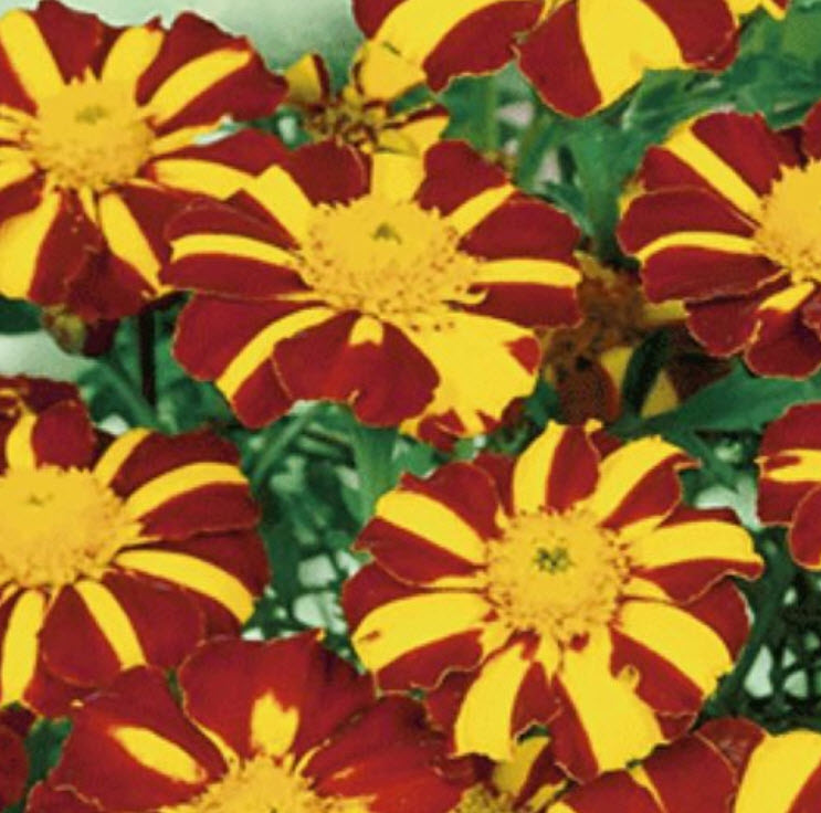 ดาวเรือง สีเหลือง-แดง / 50 เม็ด (Ukraine)