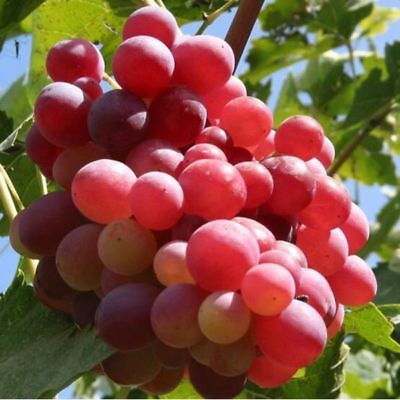 องุ่น เรด โกลบ (Red Globe Grape) / 25 เม็ด (นอก)