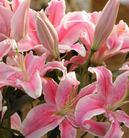ลิลี่ (Lily) สีชมพู / 50 เม็ด (นอก)