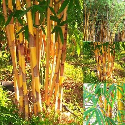 ไผ่โมโซ (Moso Bamboo) สีทอง / 20 เม็ด (นอก)