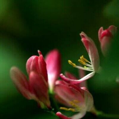 สายน้ำผึ้งชมพู หรือสายน้ำผึ้งเมดิเตอเรเนียน (Mediterranean Vine) / 200 เม็ด (นอก)