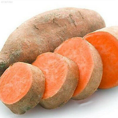 มันเหลือง หรือมันเทศหวานเหลือง (Yellow Sweet Potato) / 50 เม็ด (นอก)