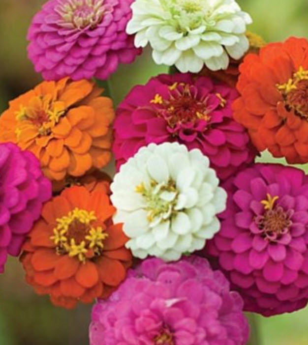 บานชื่น (Zinnia) คละสี / 300 เม็ด (นอก)