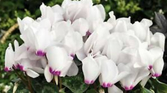 ไซคลาเมน (Cyclamen persicum grandiflora - Anneli F1) สีขาว-ชมพู / 5 เม็ด (Ukraine)