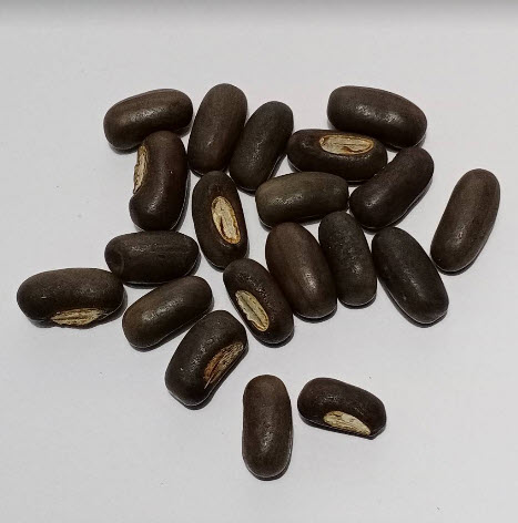 มโนรมย์ หรือทองหลางดอกแดง / 20 เม็ด (P2S)