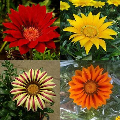 กาซาเนีย (Gazania) คละ / 100 เม็ด