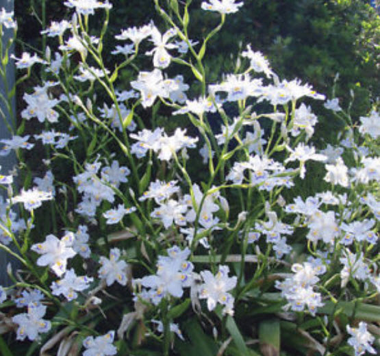 แจแปนีส ไอริส (Japanese Iris) สีขาว / 10 เม็ด