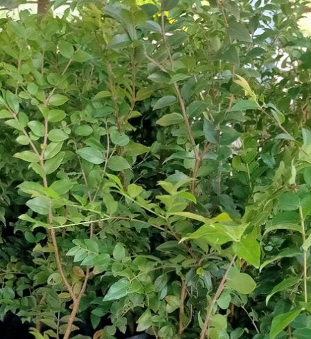 ต้นองุ่นบราซิล ฌาบูติกาบา jabuticaba องุ่นต้น สูง 40-60 ซ.ม.