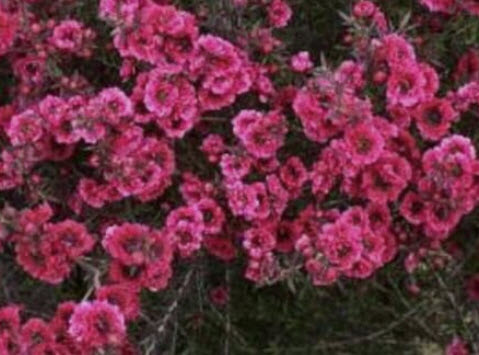 มานูก้า (Manuka) สีแดง ดอกซ้อน / 500 เม็ด (Australia)