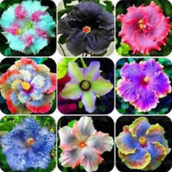 ชบาดอกยักษ์ (Giant Hibiscus) คละสี / 100 เม็ด (นอก)