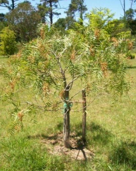 พริกไทยชมพู หรือพริกไทยเปรู (Pink Pepper) / 10 เม็ด (Portugal)